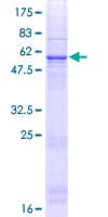 Human CLEC18C Protein (Recombinant GST)
