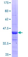 Human CCDC115 Protein (Recombinant GST)