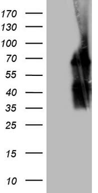 POTEG Antibody (clone OTI10A6)