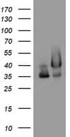 Monoclonal Mouse anti-Human GAPDH Antibody (clone OTI2F9, IHC, WB)