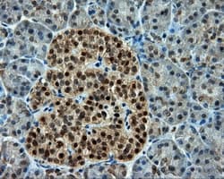 CELF1 / CUGBP1 Antibody (clone OTI5B8)
