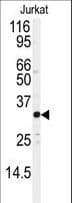 IHC-plus™ Polyclonal Rabbit anti-Human AP-1 / JUND Antibody (Ser255, IHC, WB)