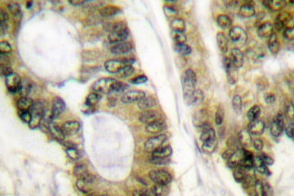APC Antibody (Gln2829)