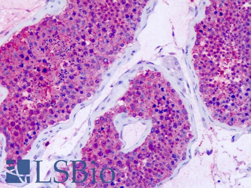 IHC-plus™ GPR75 Antibody (Cytoplasmic Domain)