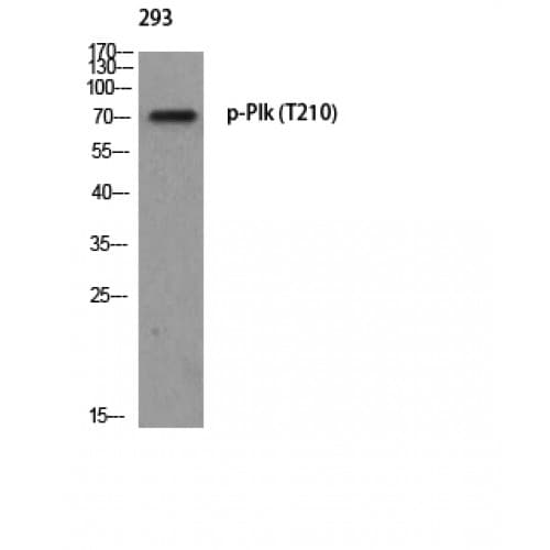 PLK1 / PLK-1 Antibody (150-230 aa)