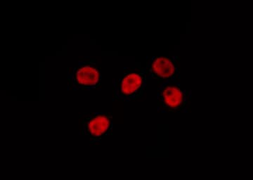 NEDD8 Antibody