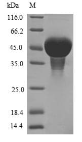 Pea Zinc finger CCCH domain-containing protein ZFN-like (Pisum sativum) (Recombinant 10His, N-terminus + Myc, C-terminus)