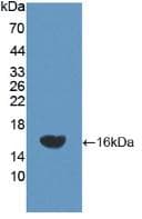 MME / CD10 Antibody (aa32-164, APC)