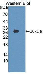 LMNB1 / Lamin B1 Antibody (aa52-233)