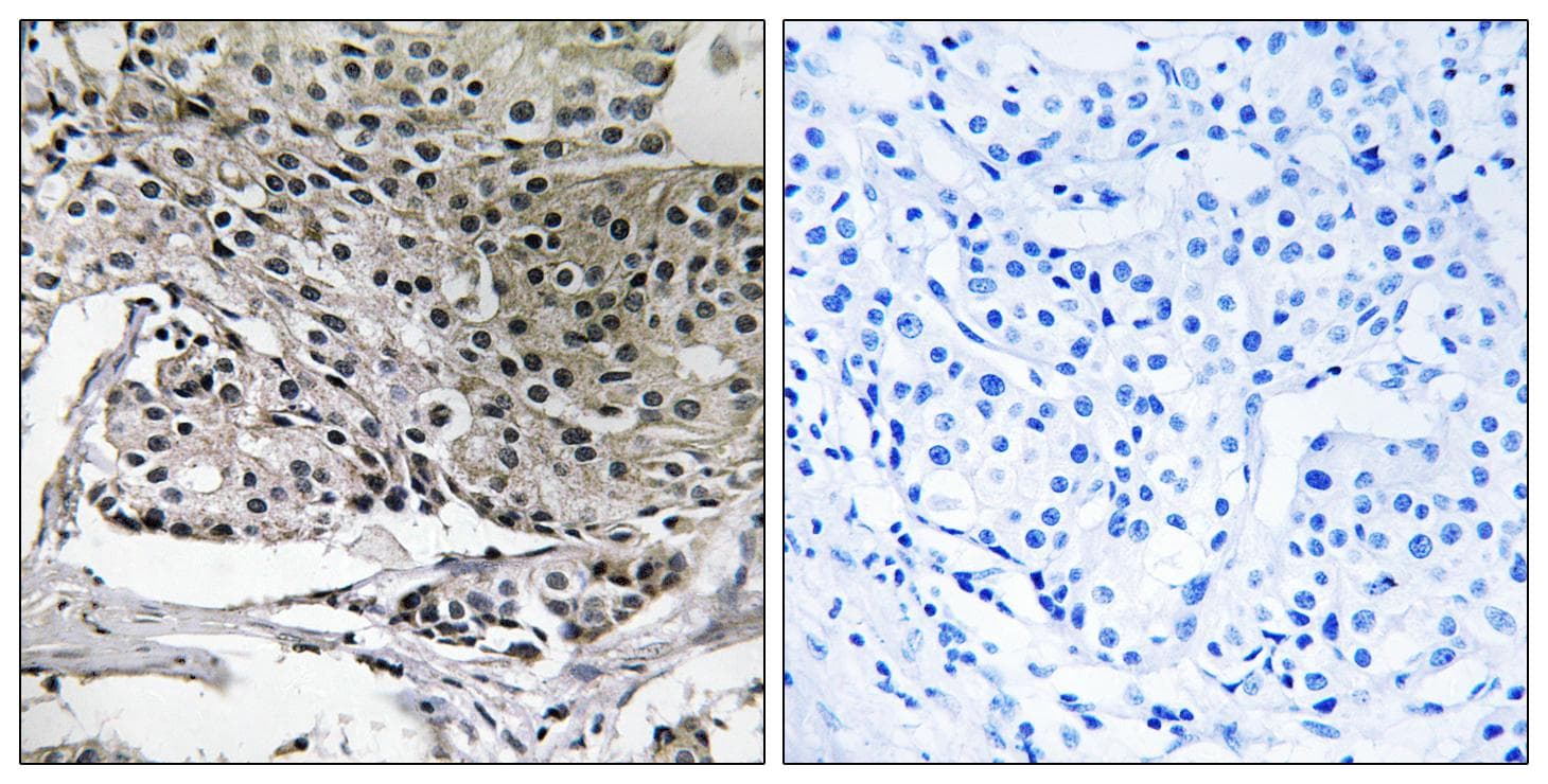 PIGY Antibody