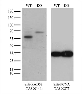 RAD52 Antibody