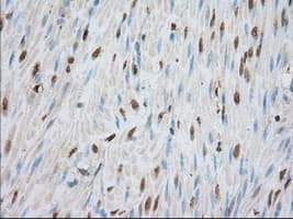 PDE4A / PDE4 Antibody (clone OTI6B6)