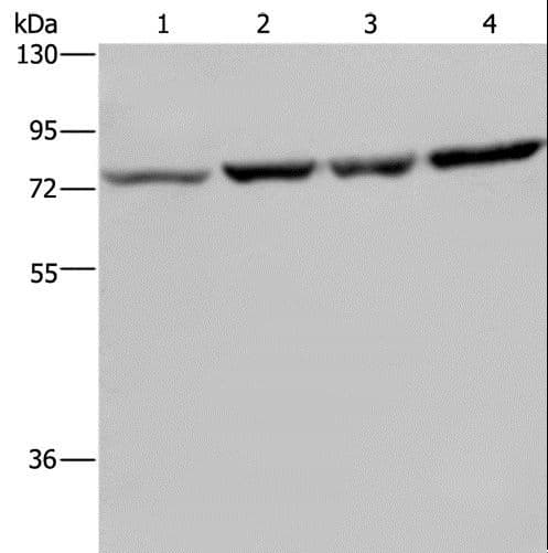 PABPC1 / PABP1 Antibody