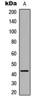 FFAR2 / GPR43 Antibody (C-Terminus)