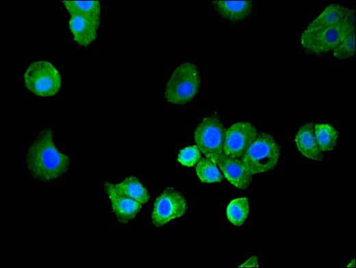 MAP1LC3C / LC3C Antibody
