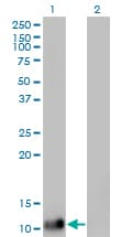 DDT / Dopamine Tautomerase Antibody (clone 1G1)