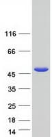Human RNF135 Protein (Recombinant Myc-DDK (Flag))
