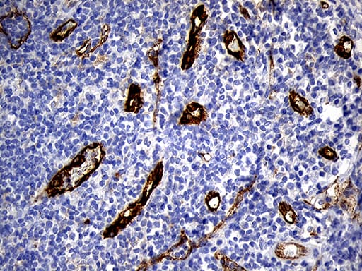 TSPAN7 / CD231 Antibody (clone OTI2D6, Carrier-free)