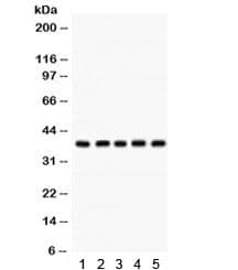 CDK7 Antibody