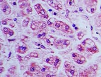 BST2 Antibody (aa80-130)