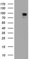 MAPK7 / ERK5 Antibody (clone OTI3H2)