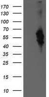 VMD2L3 / BEST3 Antibody (clone OTI2H3)