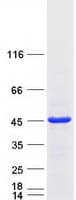 Human RALY Protein (Recombinant Myc-DDK (Flag))