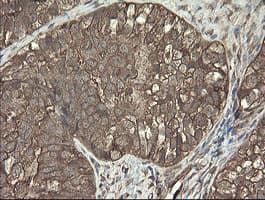 PHF7 Antibody (clone OTI1G9)