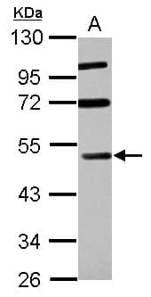 RASSF8 Antibody