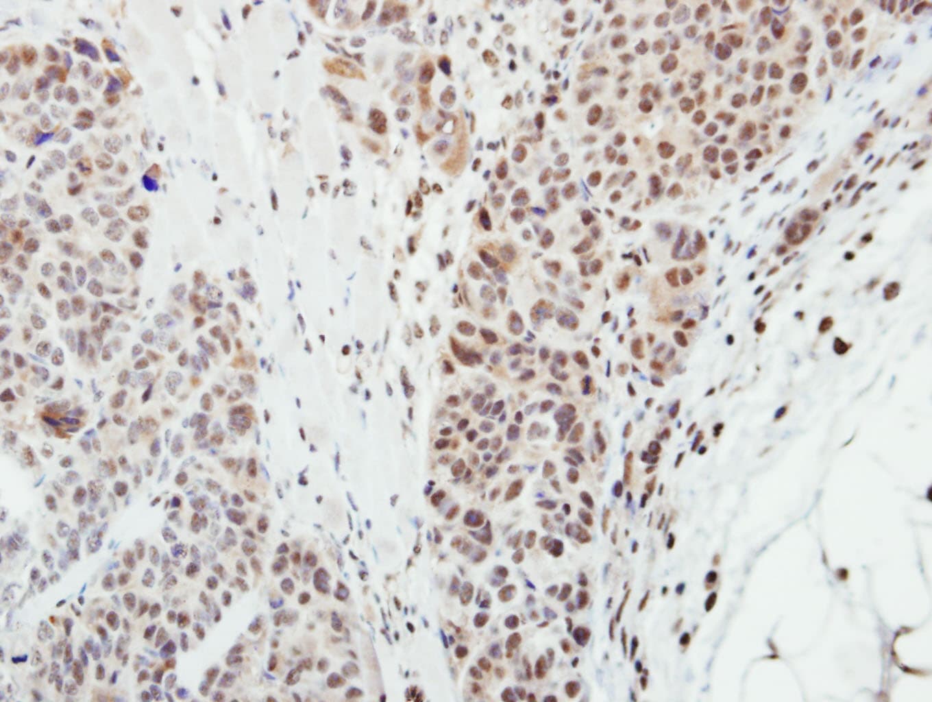 MPP3 Antibody (aa1-296)