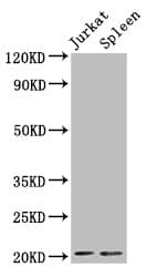 Polyclonal Rabbit anti-Human H1F0 Antibody (IF, WB)