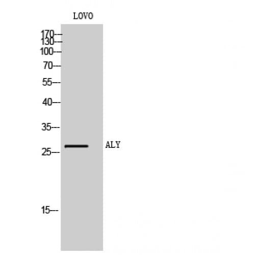 Polyclonal Rabbit anti-Human ALY / THOC4 Antibody (90-170 aa, Internal, WB)