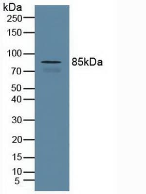 CUL1 / Cullin 1 Antibody (aa1-250)