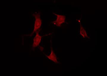 NPDC1 Antibody