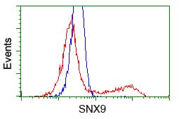 SNX9 / WISP Antibody (clone OTI2A11)