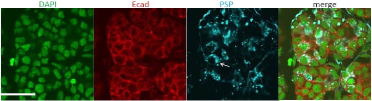 Polyclonal Goat anti-Human BPIFA2 / SPLUNC2 Antibody (aa146-160, WB)