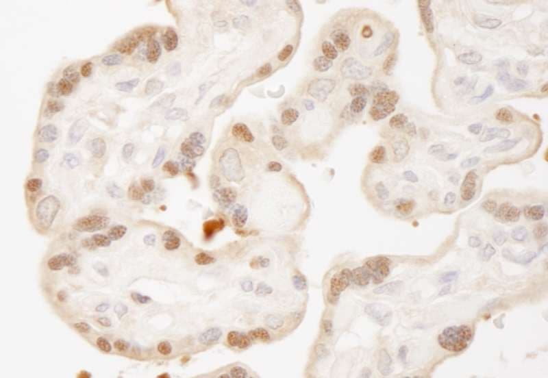 STK3 Antibody (C-Terminus)