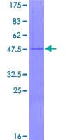 Human NDUFB10 Protein (Recombinant GST)