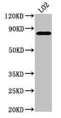 XRCC5 / Ku80 Antibody