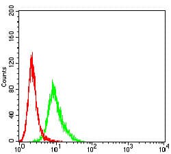 Monoclonal Mouse anti-Human ALCAM / CD166 Antibody (clone 3D9F1, IHC, WB)