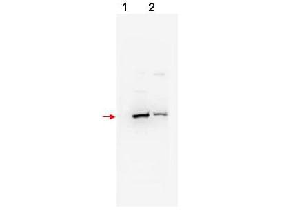 FBXW11 Antibody (N-Terminus)