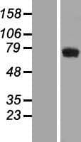 PRIMPOL / CCDC111 Protein (Over-Expression Lysate Myc-DDK (Flag))