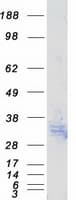 Human ATP1B3 Protein (Recombinant Myc-DDK (Flag))