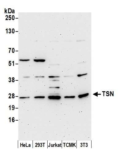 TSN / Translin Antibody (aa150-200)