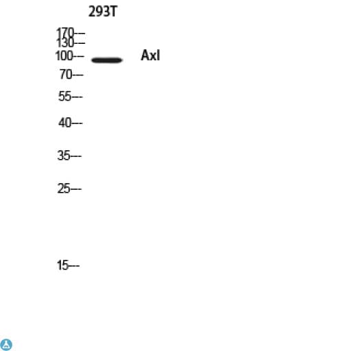AXL Antibody