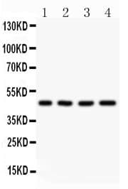 AAMP Antibody (aa235-434)