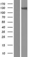 IPO5 / RANBP5 Protein (Over-Expression Lysate Myc-DDK (Flag))