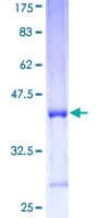 Human COX6B2 Protein (Recombinant GST)