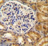 PEAR1 Antibody (aa961-990)
