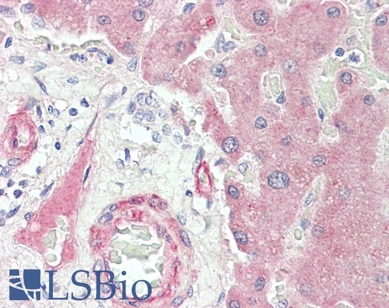 CP / Ceruloplasmin Antibody (HRP)